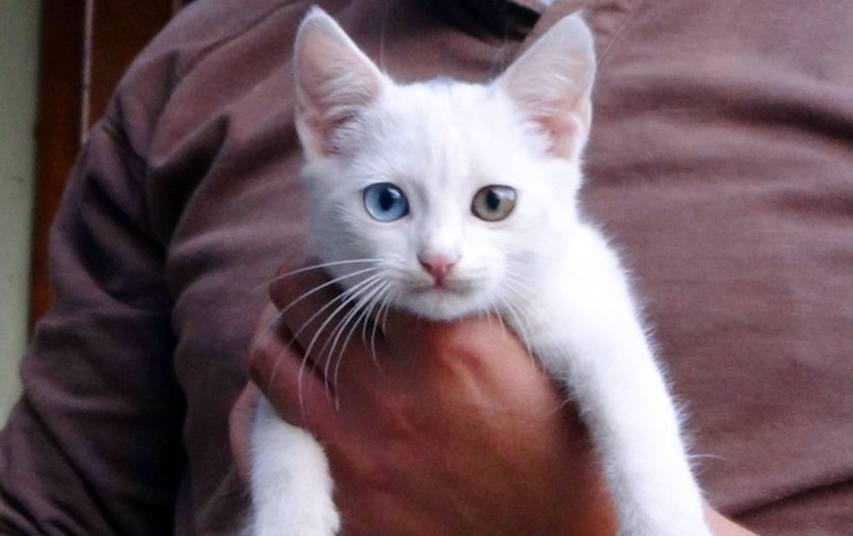 Göz Renkleri Farklı Kedi İlgi Odağı Oldu