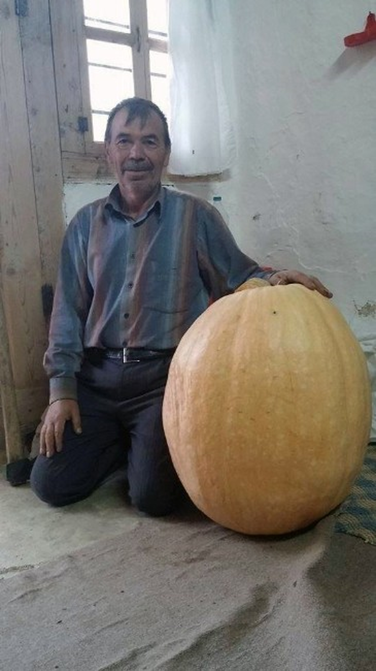 Gümüşhane\'de 50 Kiloluk Kabak Yetiştirdi