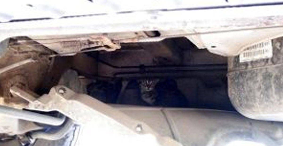 Kamyonette Mahsur Kalan Kedi İçin Seferber Oldular