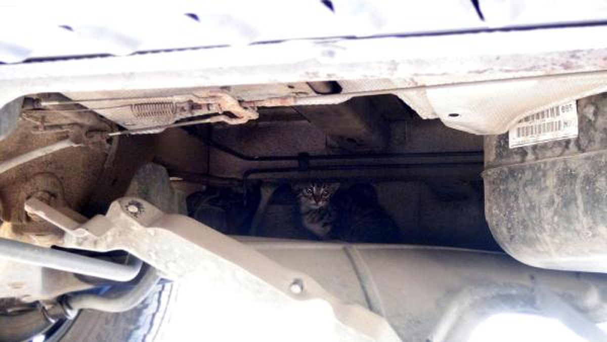 Kamyonette Mahsur Kalan Kedi Kurtarıldı