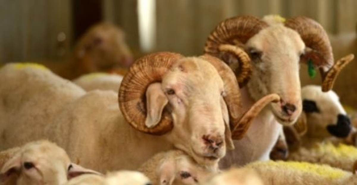 Kurban Bayramı\'na Doğru