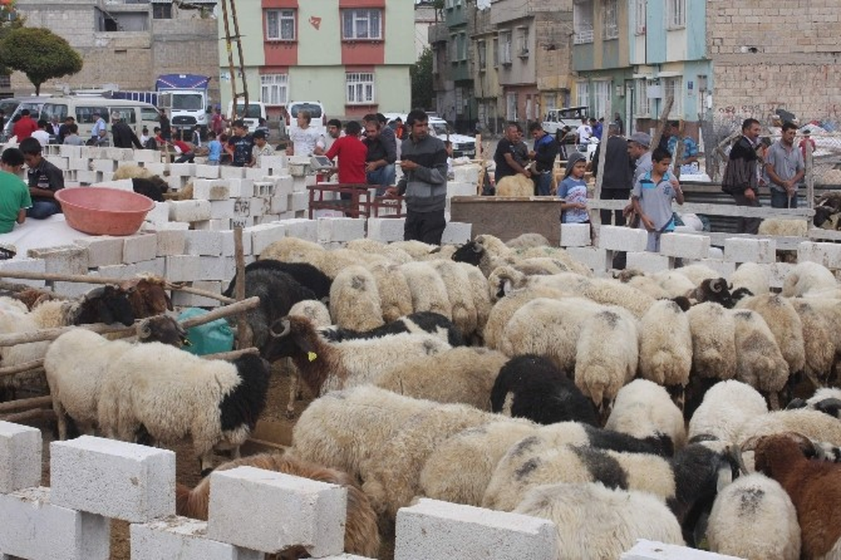 Kurbanlık Satıcıları Dertli