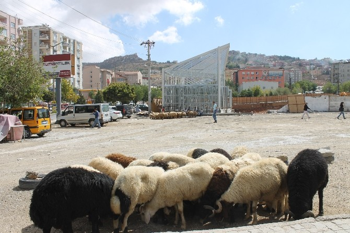 Mardin\'de Kurbanlıklar Görücüye Çıktı