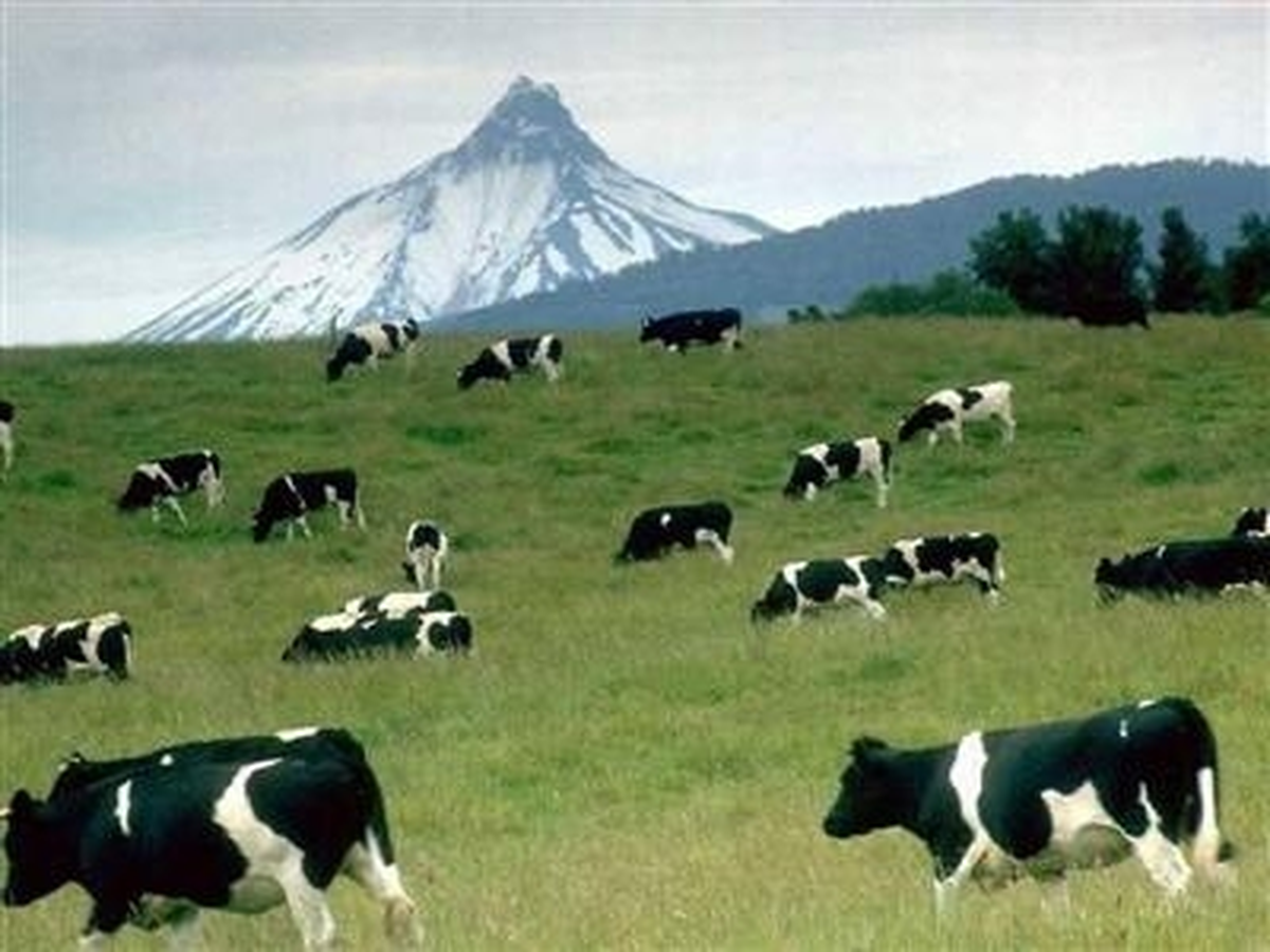 Şanlıurfa\'nın Hayvancılık Verileri Açıkladı