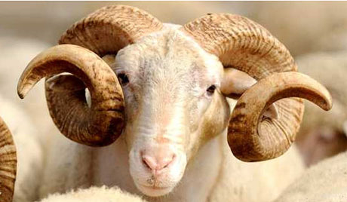 Tunceli\'de Kurban Bayramı Hazırlıkları
