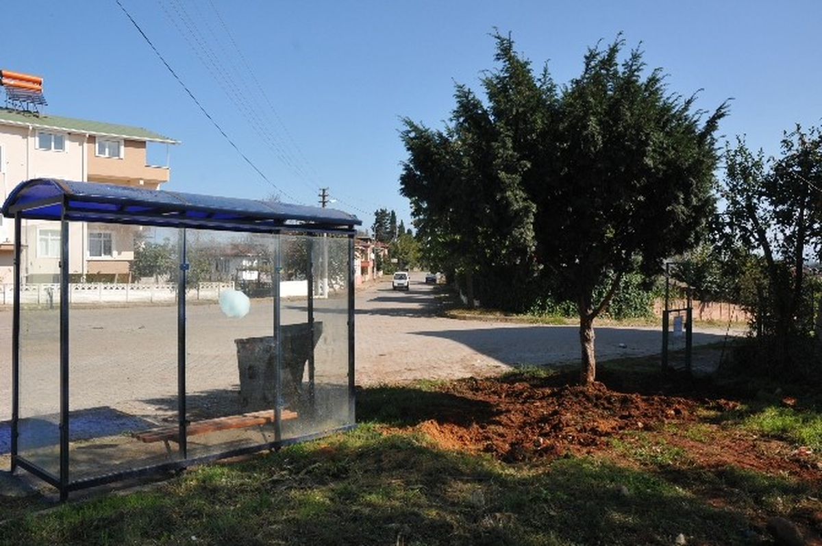 Akçakoca\'da Sökülen Ağaç Başka Alana Dikildi