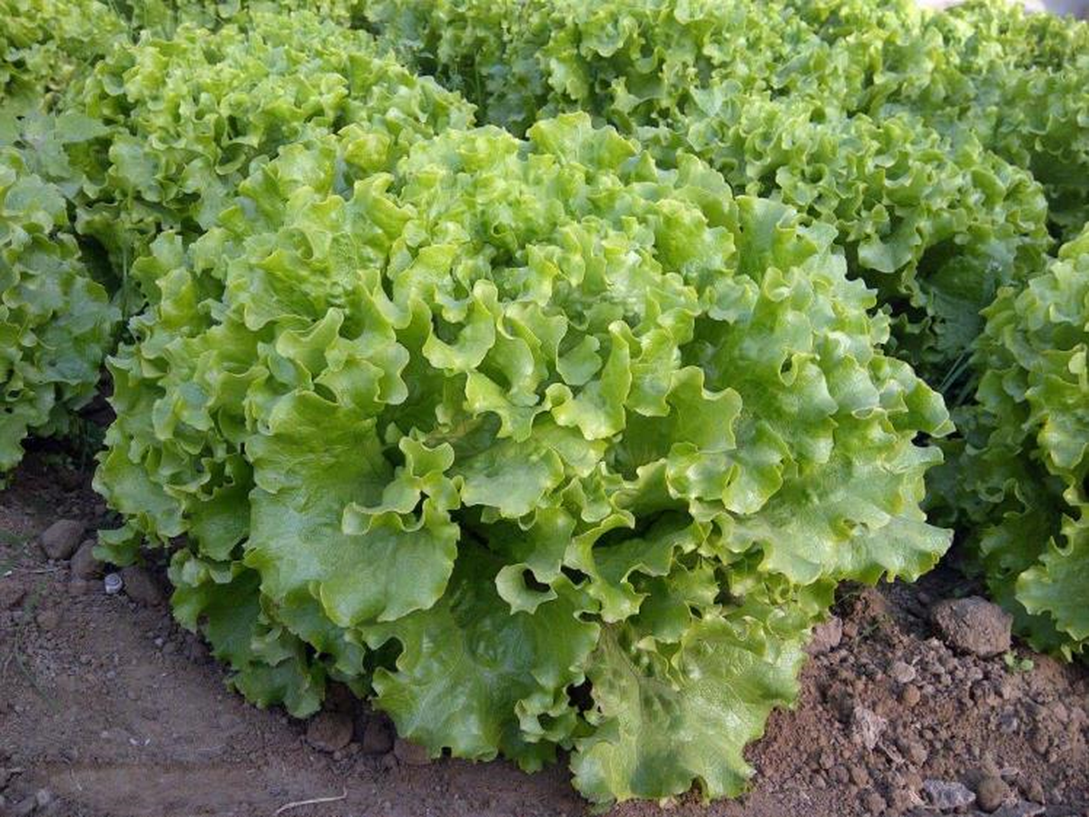 Bafra\'dan Gürcistan\'a Kıvırcık Marul