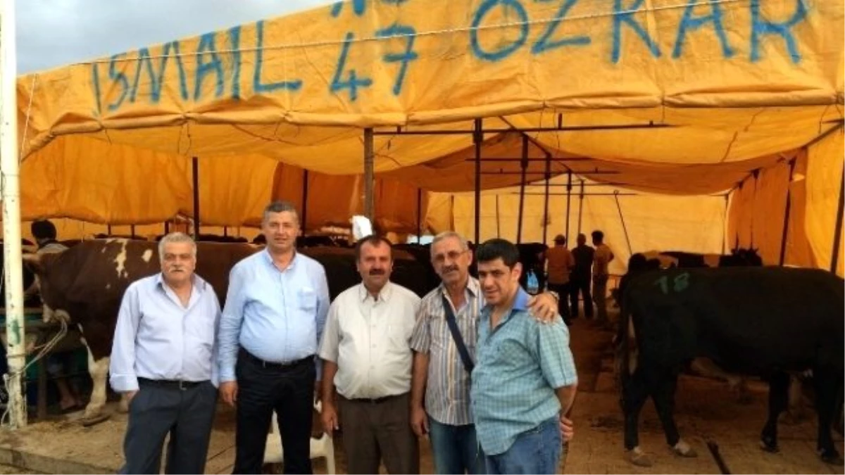 Aydın İli Kırmızı Et Üreticileri Birliği İzmir Hayvan Pazarında