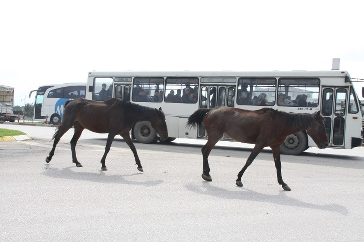 Başı Boş Atlar Tehlike Saçıyor