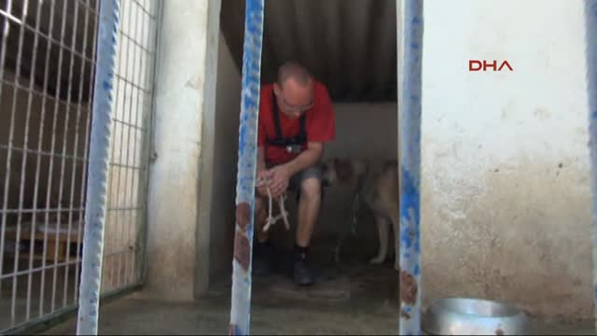 Bodrum Azgın Köpekleri Kuzu Gibi Yaptı 2