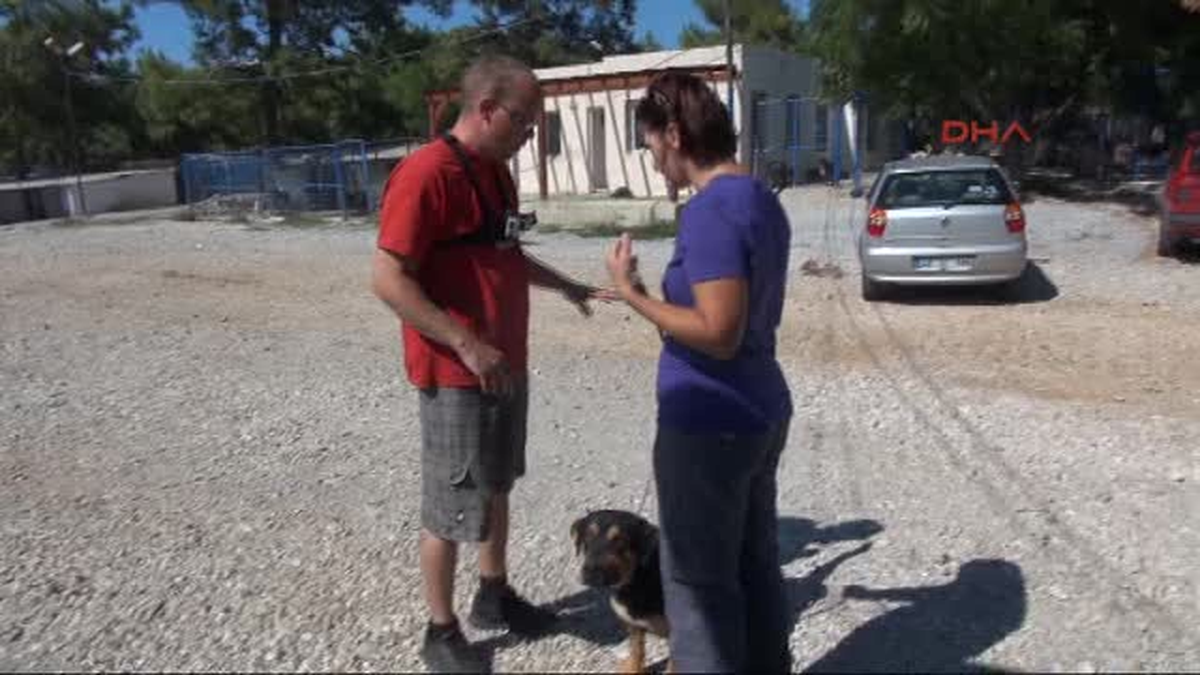 Bodrum Azgın Köpekleri Kuzu Gibi Yaptı1