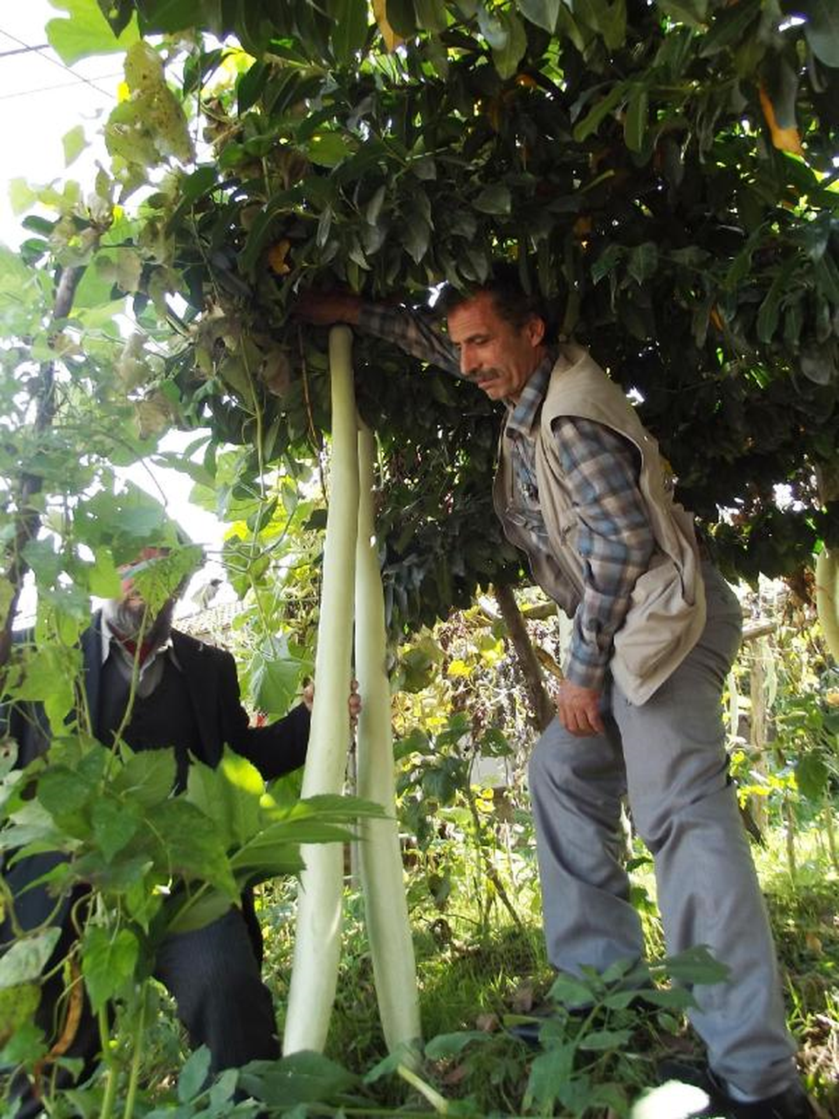Boyu Kadar Sakız Kabağı Yetiştirdi