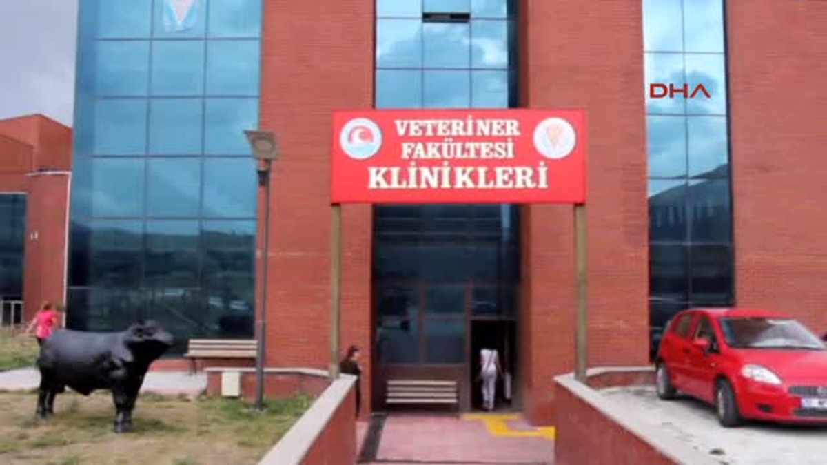 Burdur Eğri Bacaklı Kedi ve Köpeklere Estetik Operasyon