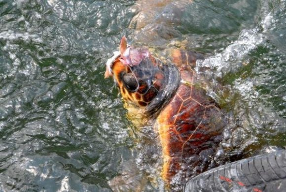 Caretta Caretta Besleme Yasağına Çözüm Arayışı