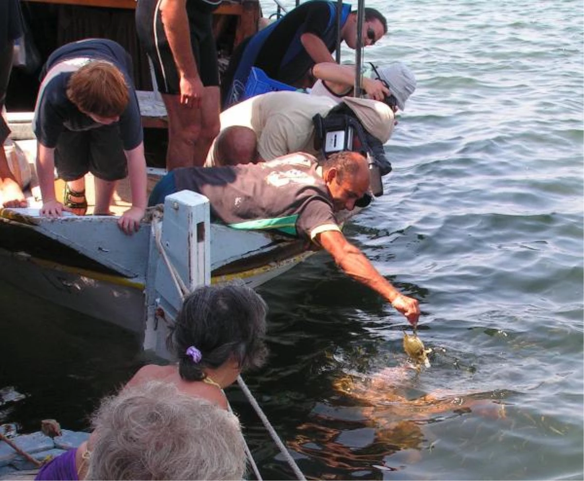 Caretta Carettaları Elle Beslemeye Sıkı Denetim