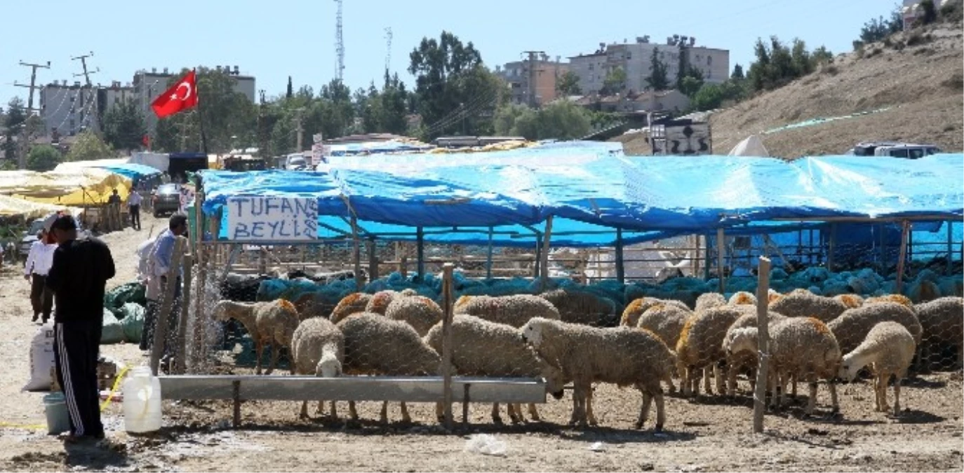 Çukurova\'da Kurban Satış Yerleri Belirlendi