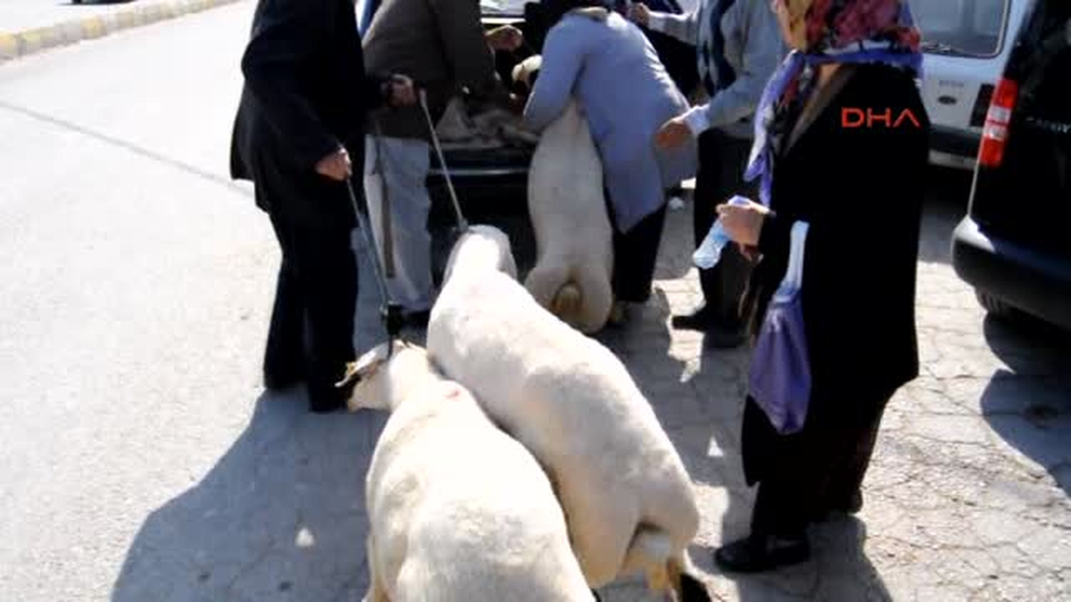 Denizli Otomobilde Kurbanlık Koyunlarla Yolculuk
