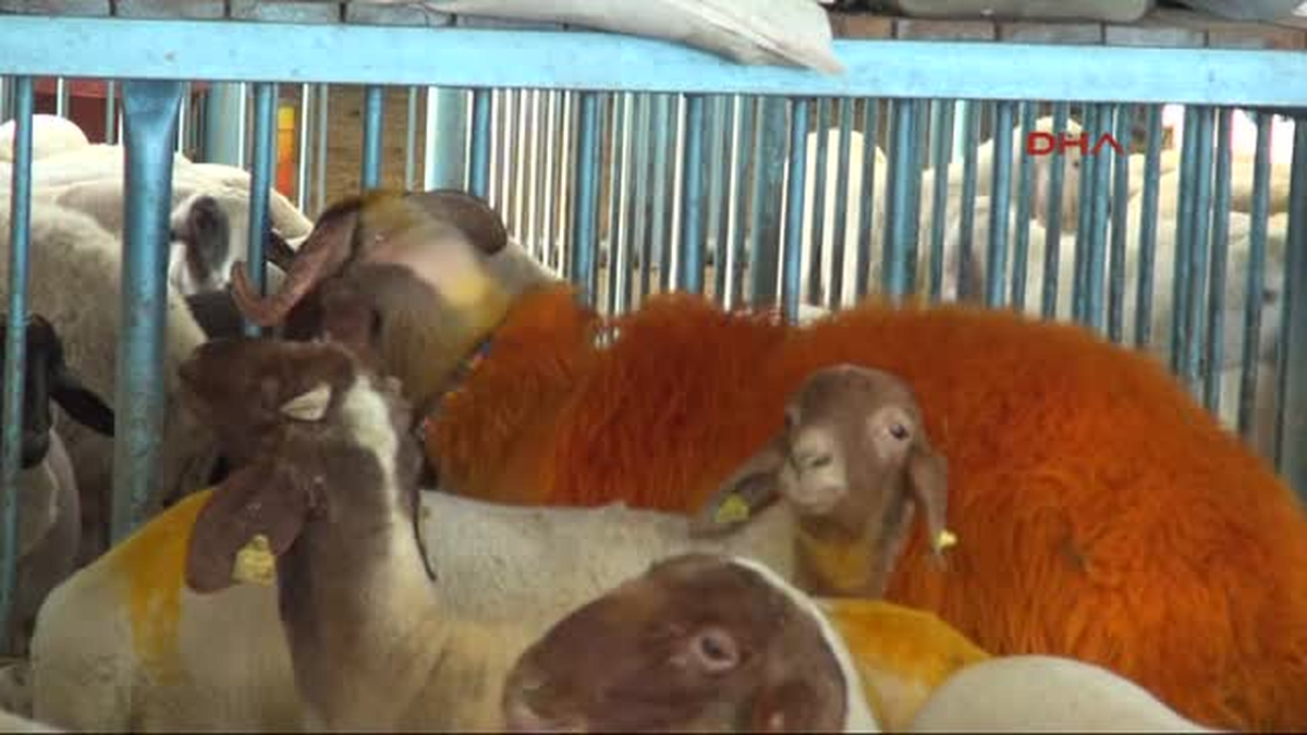 Denizli Suya Atlamayan Koç\'a \'Kurbanlık\' Cezası