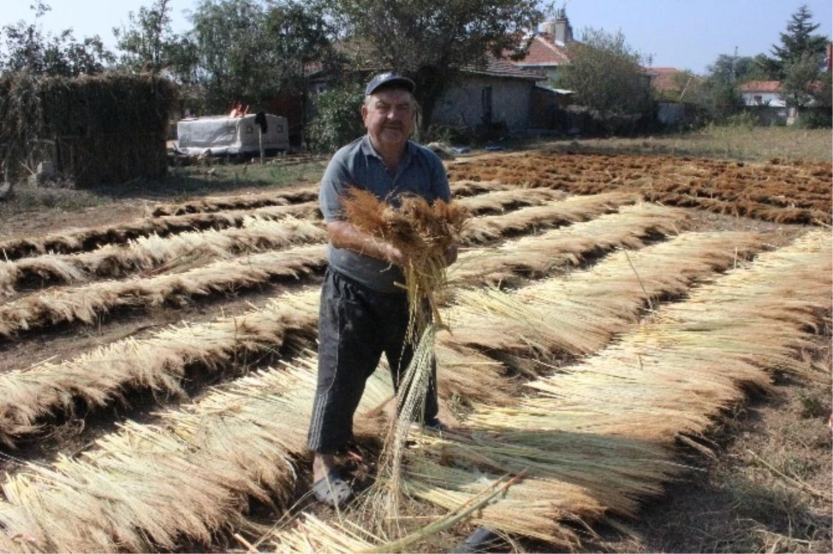 Edirne\'de Son Mahsul Süpürge Telleri Kurutuluyor