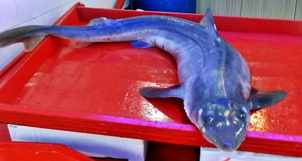 Giresun\'da Camgöz Köpek Balığı Balıkçıların Ağlarına Değil Oltalarına Takılıyor