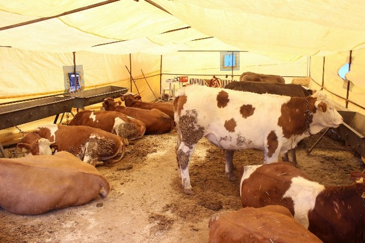 Hayvan Pazarında Hareketlilik Devam Ediyor