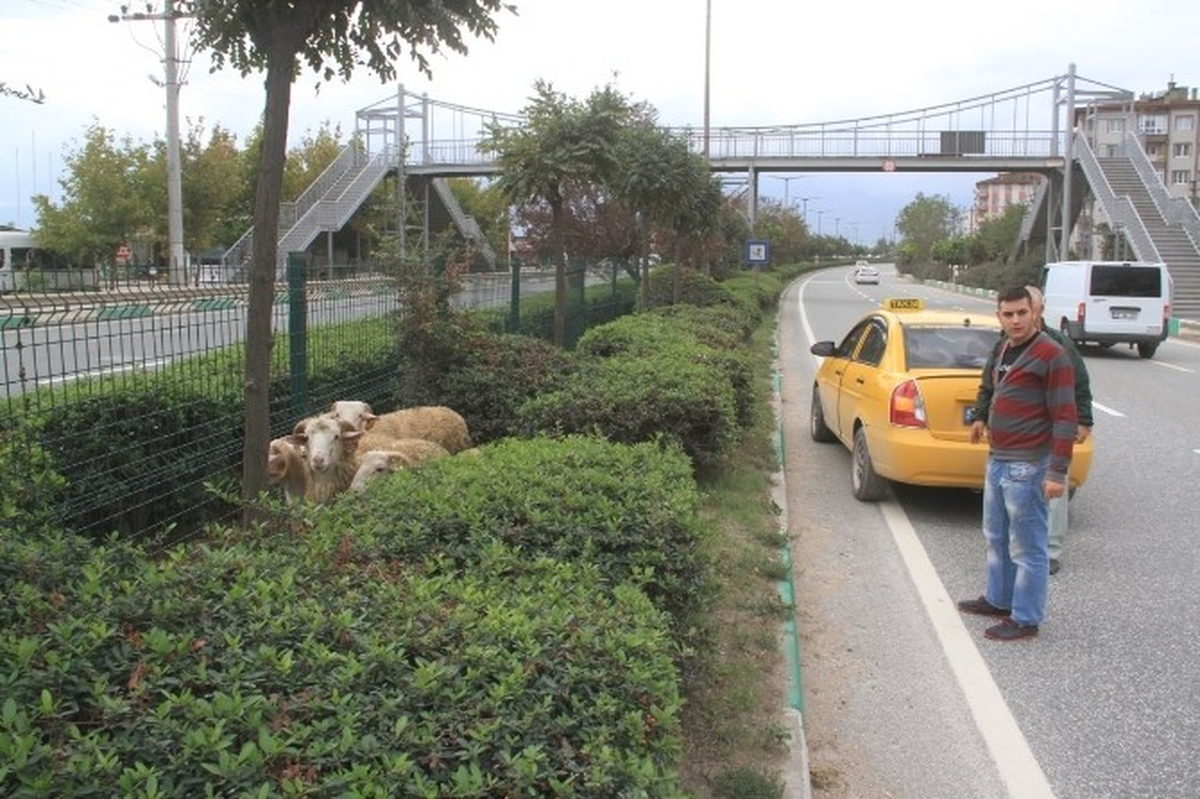 Kaçan Kurbanlıkların Peşine Taksiyle Düştü