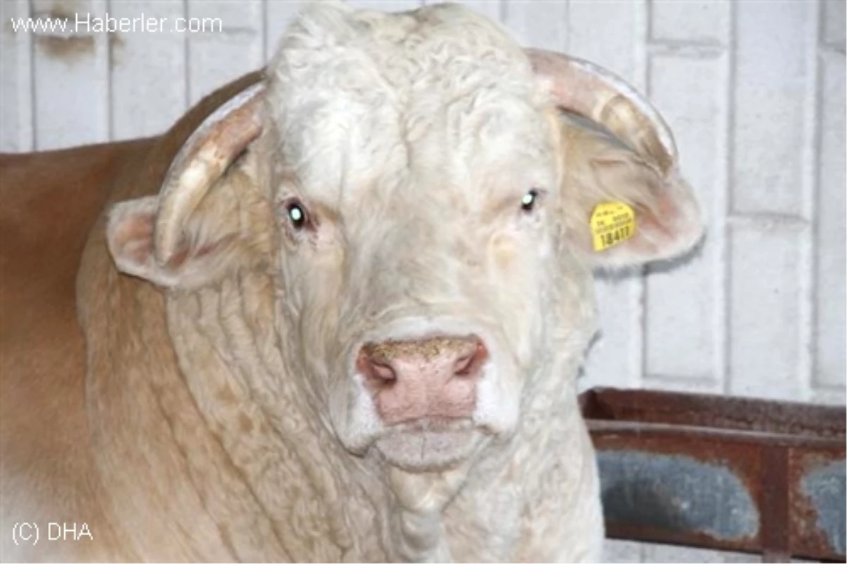 Kurban Bayramı'na Doğru