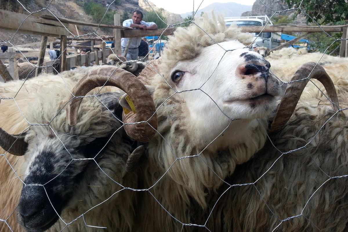 Kurban Bayramına Doğru