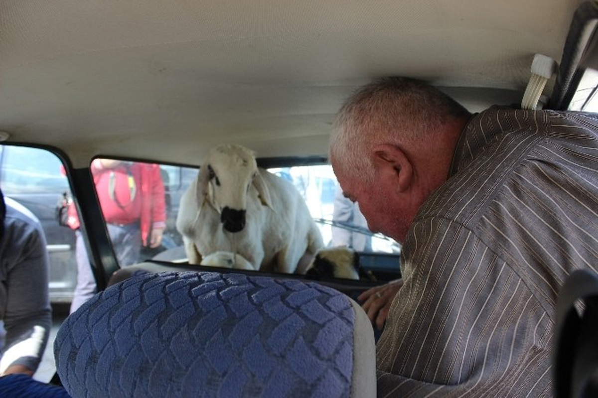Memleketten Kurbanlık Manzaraları Güldürdü