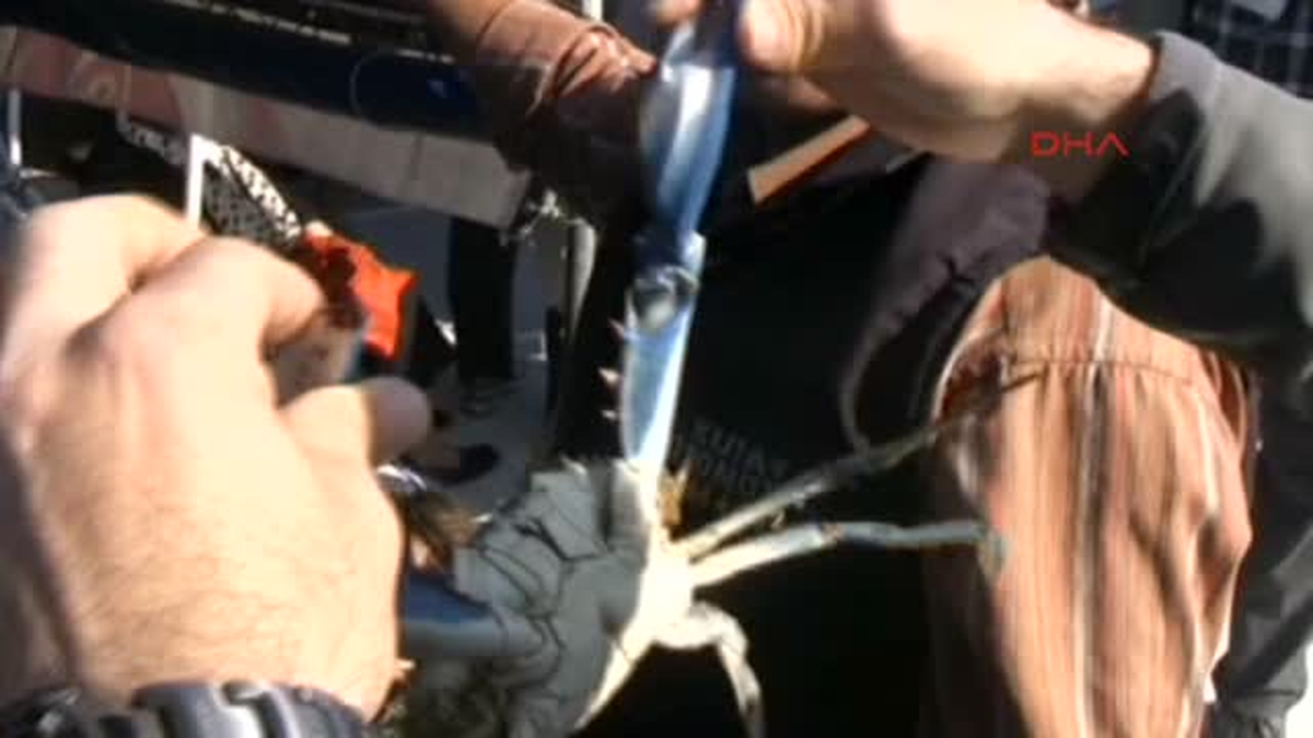 Ortaca Caretta Carettaları Elle Beslemeye Sıkı Denetim
