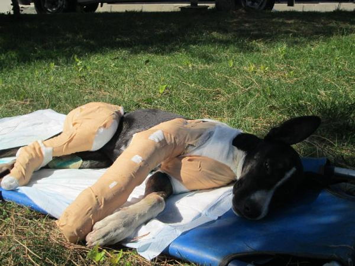Otomobil Çarpan Köpeğin 3 Bacağı Kırıldı