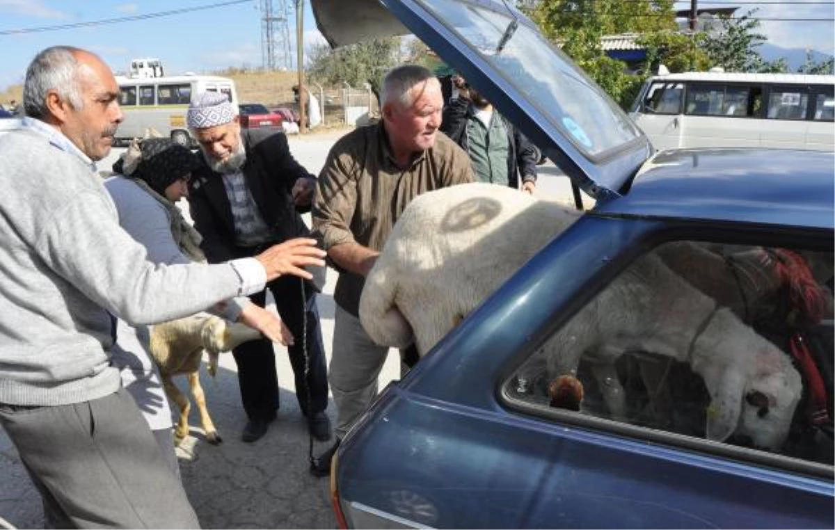 Otomobilde Kurbanlık Koyunlarla Yolculuk