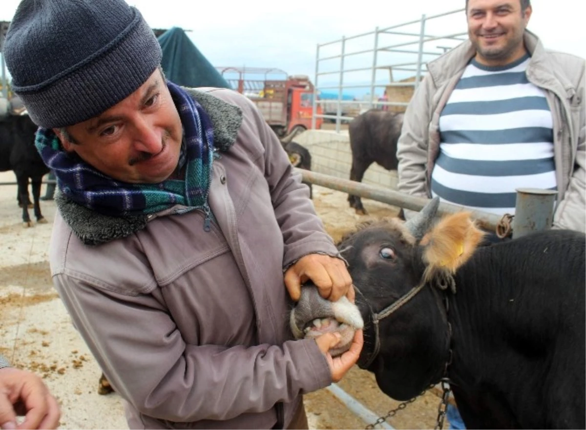 Kurbanlıklar Görücüye Çıktı