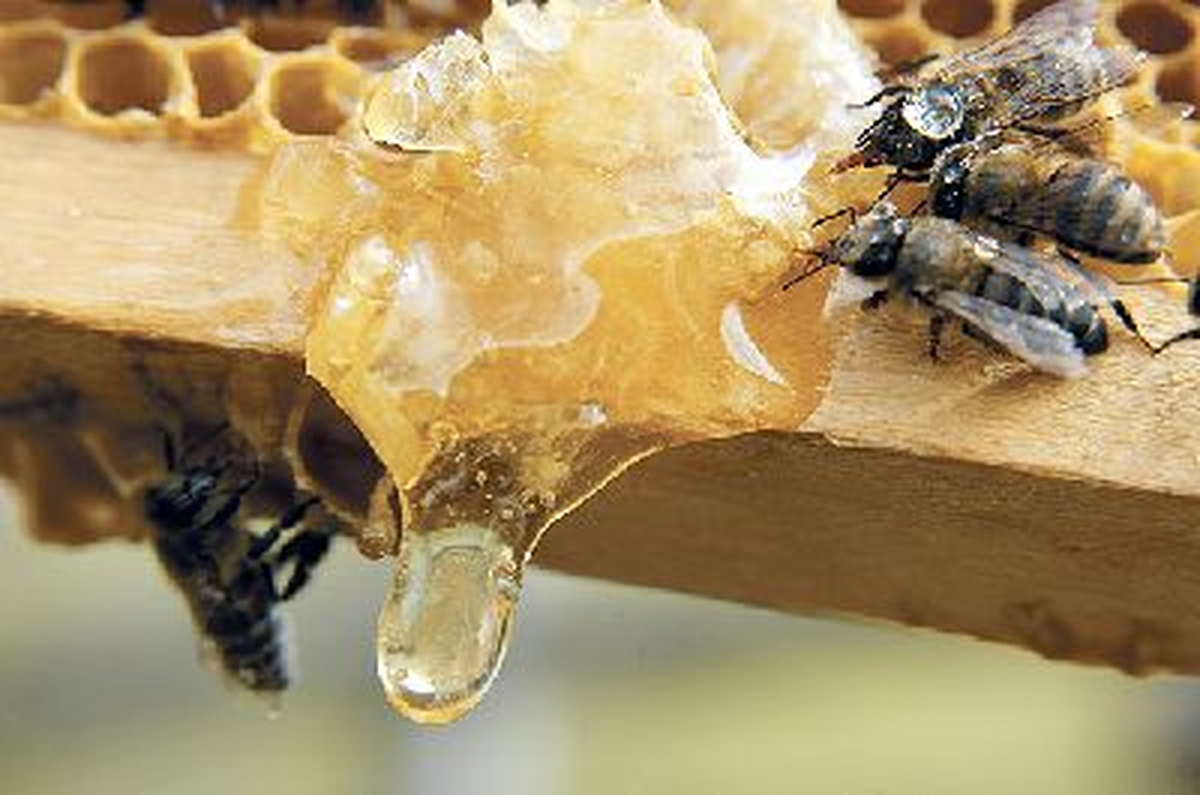 Rekolte Düşünce Anzer Balı ve Poleni Gramla Satılıyor