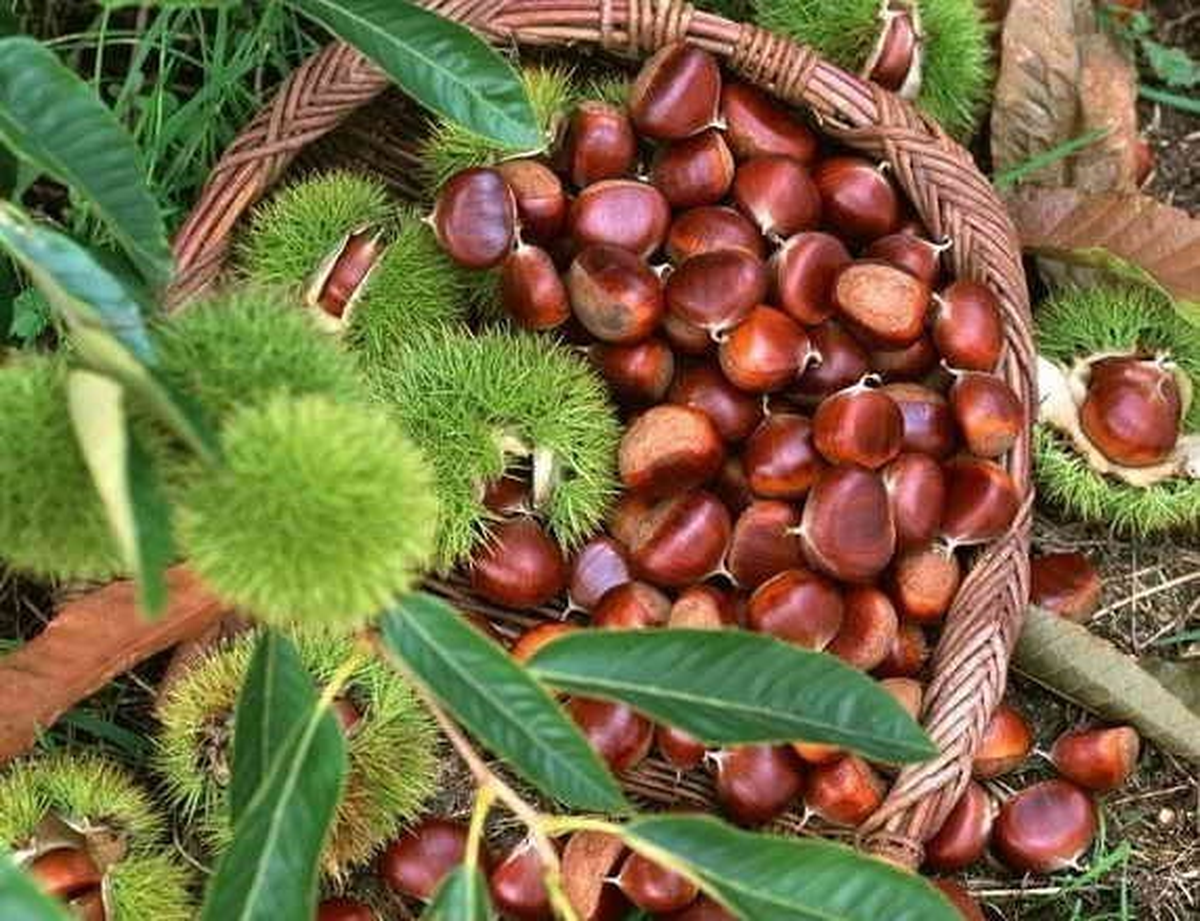 Sonbahar Yağışları, Kestane Üreticisinin Yüzünü Güldürdü