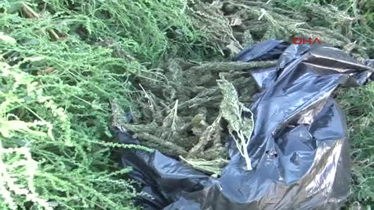 Aksaray Doğum Gününde 50 Kilo Esrarla Yakalandı