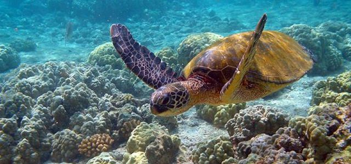 Anamur\'da Deniz Kaplumbağalarını Koruma Çalışması