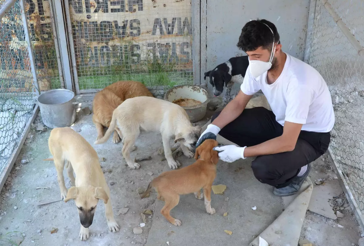 Ardahan\'da Sokak Köpekleri Kısırlaştırılıyor