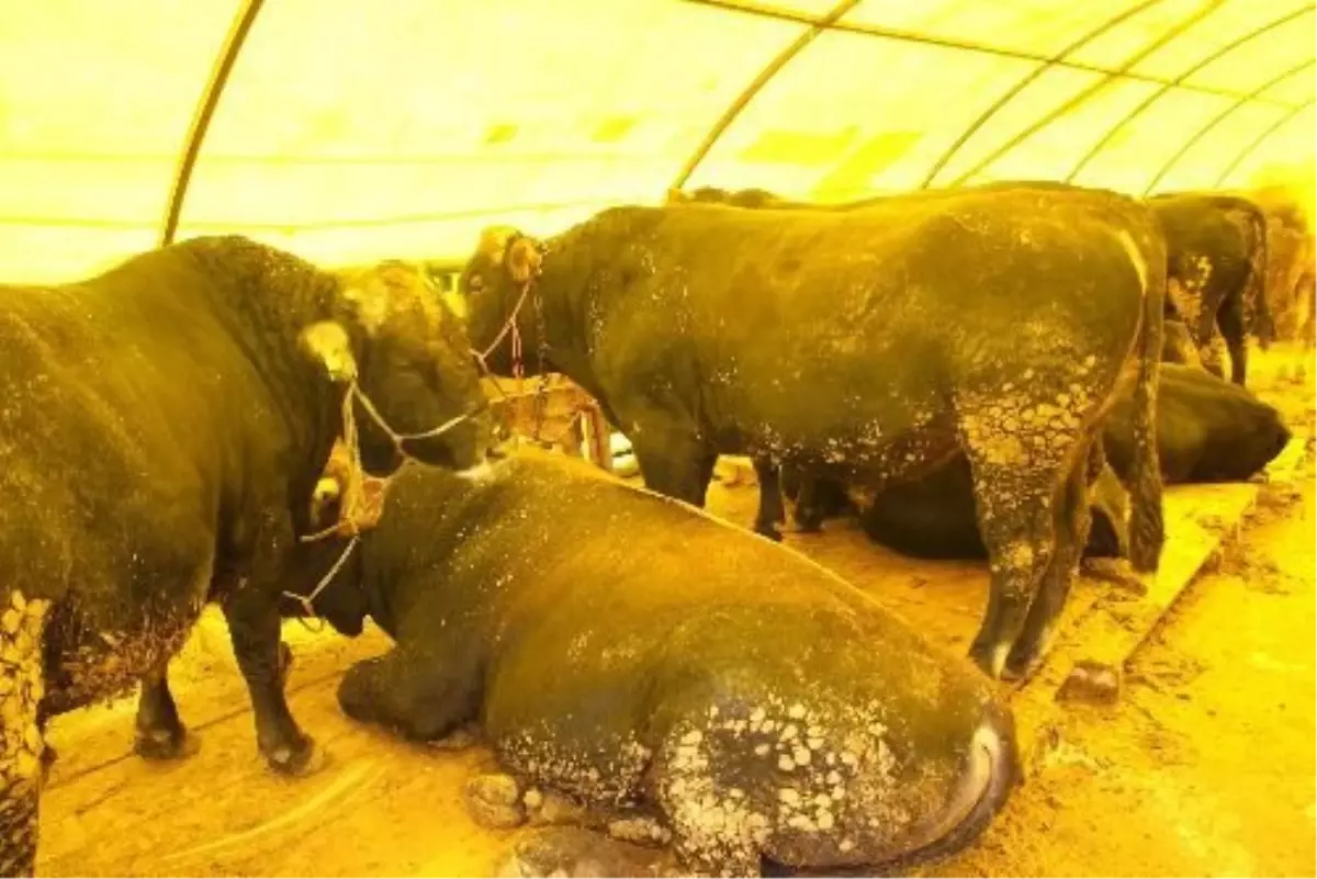 Kurban Bayramı\'na Doğru