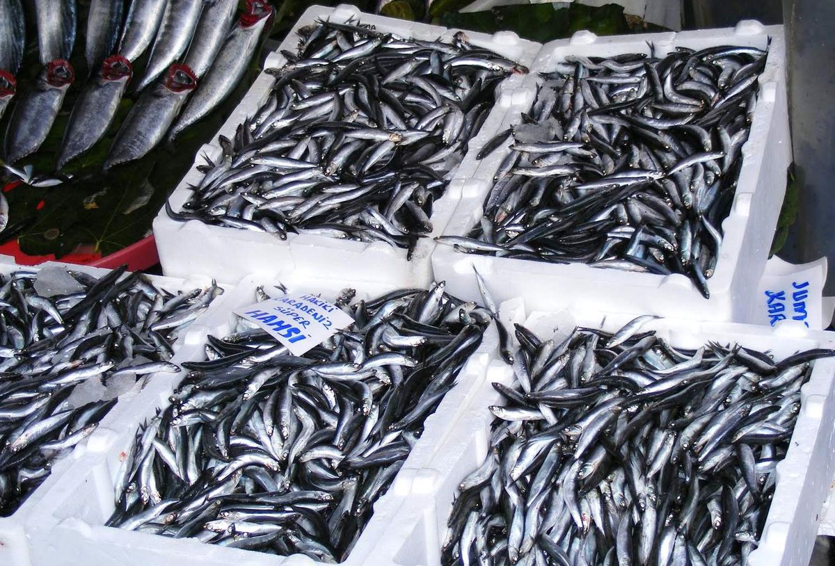 Marmara\'da Balık Bereketi