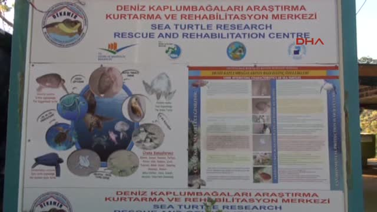 Ortaca Ege ve Akdeniz Kıyılarına Caretta Carettalara Özel Taşıma Tankı