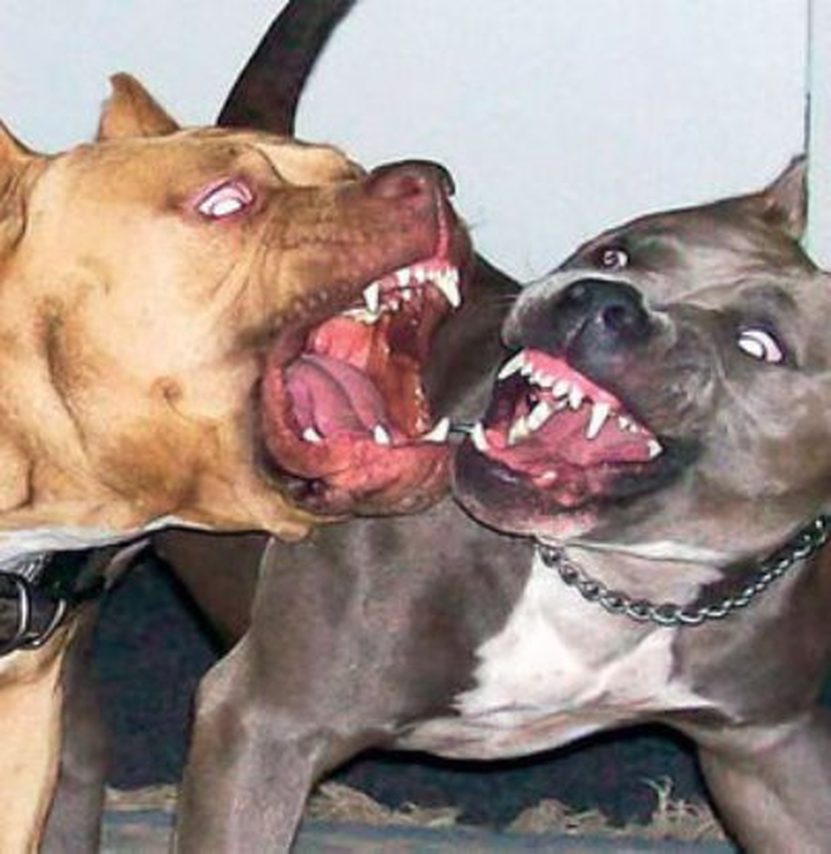 Pitbull Köpeklerin Bahis Dövüşü Polis Baskınıyla Son Buldu