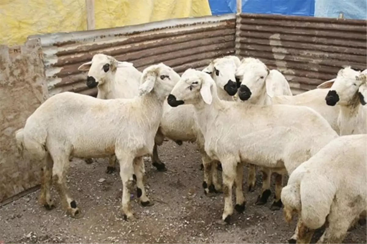 Urla Kurbanlık Hayvan Pazarı Kuruldu