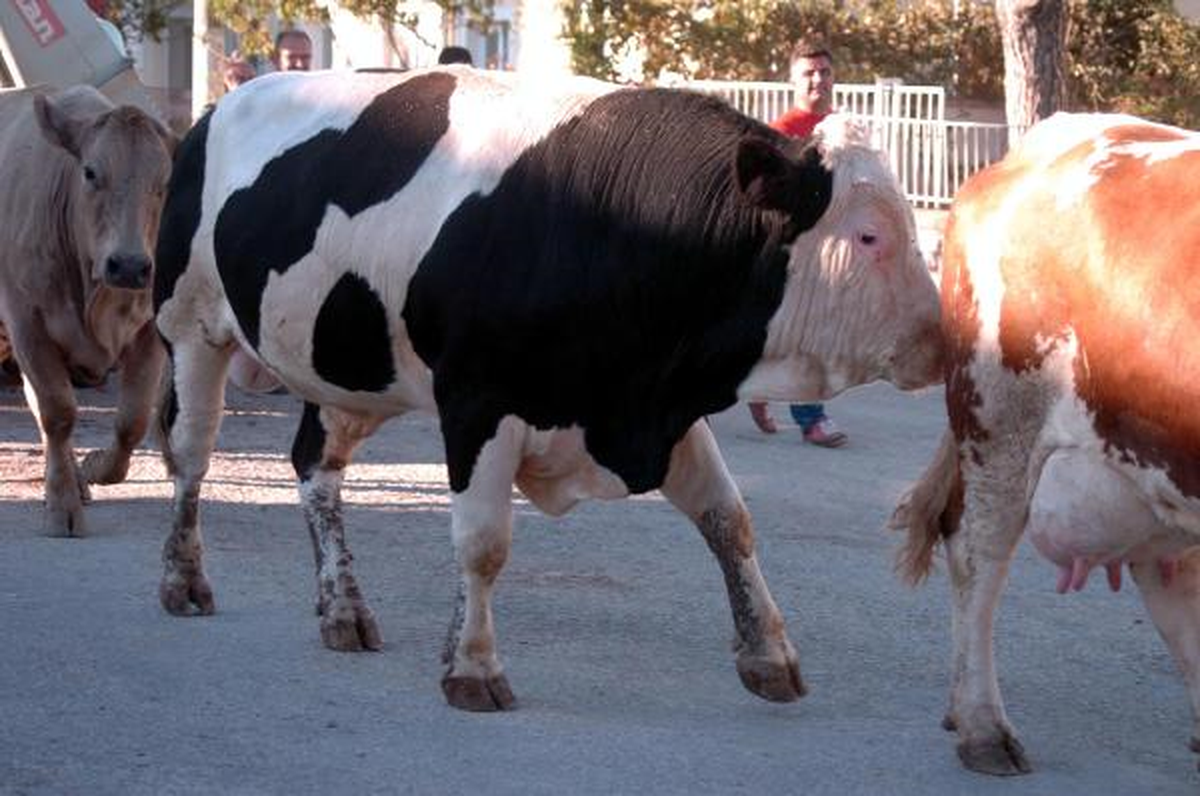 1 Ton 150 Kiloluk Kurbanlık Boğa 20 Bin Lira