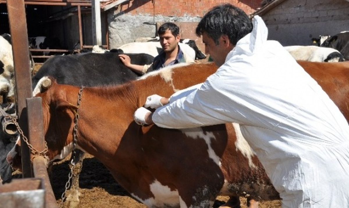 Hanönü\'nde Büyükbaş Hayvanlara Şap Aşısı