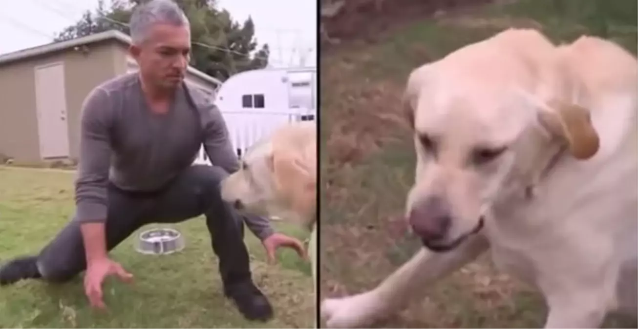 \'Köpeklere Fısıldayan Adam\' Bu Sefer Saldırıya Uğradı