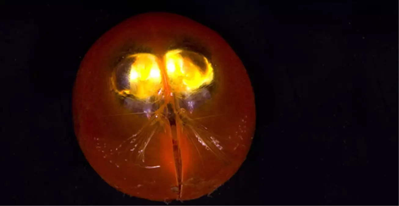 Dünyanın En Sinsi Işık Saçan Canavarı