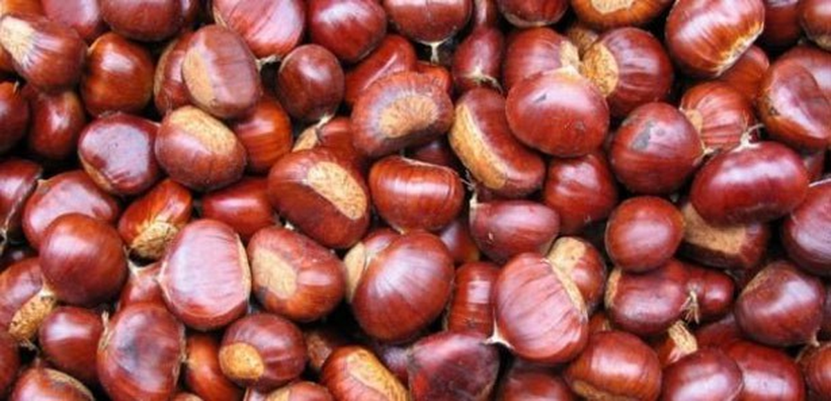 \'Hüznün Meyvesi\'nde Hasat Zamanı