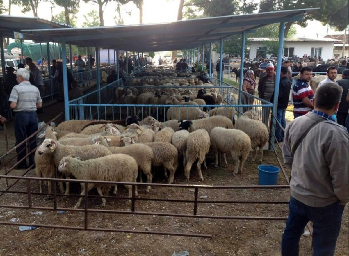 Karabük\'te Hayvan Pazarı Denetimi
