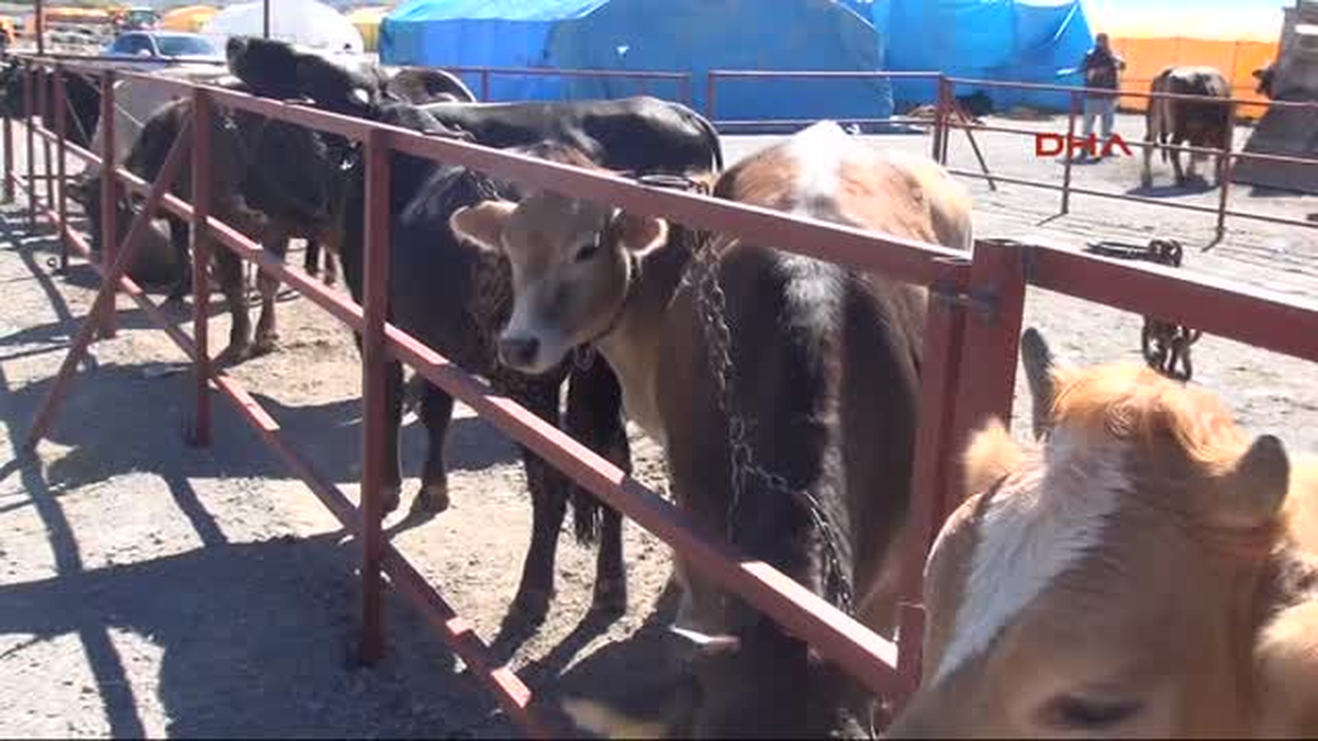 Kayseri Alo Kurbanım Kaçtı Hattı